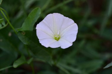 Yakın plan - güneşli yaz gününde bahçede çiçek açan güzel çiçeklerin görüntüsü 