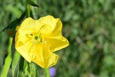 Yakın plan - güneşli yaz gününde bahçede çiçek açan güzel çiçeklerin görüntüsü 