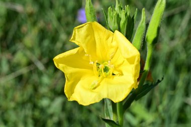 Yakın plan - güneşli yaz gününde bahçede çiçek açan güzel çiçeklerin görüntüsü 