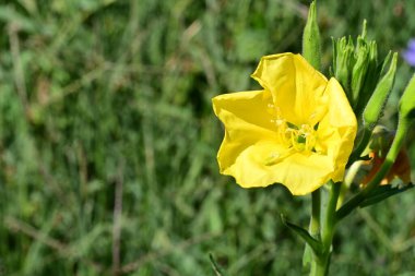 Yakın plan - güneşli yaz gününde bahçede çiçek açan güzel çiçeklerin görüntüsü 