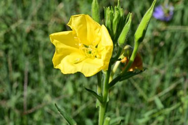 Yakın plan - güneşli yaz gününde bahçede çiçek açan güzel çiçeklerin görüntüsü 