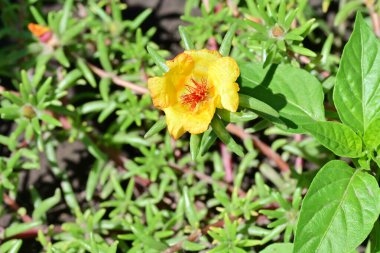 Yakın plan - güneşli yaz gününde bahçede çiçek açan güzel çiçeklerin görüntüsü 