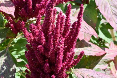 Yakın plan - güneşli yaz gününde bahçede çiçek açan güzel çiçeklerin görüntüsü 