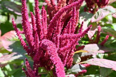 Yakın plan - güneşli yaz gününde bahçede çiçek açan güzel çiçeklerin görüntüsü 