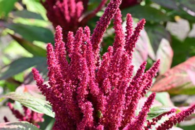 Yakın plan - güneşli yaz gününde bahçede çiçek açan güzel çiçeklerin görüntüsü 