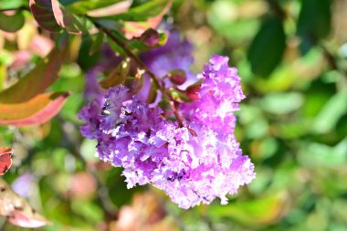Yakın plan - güneşli yaz gününde bahçede çiçek açan güzel çiçeklerin görüntüsü 