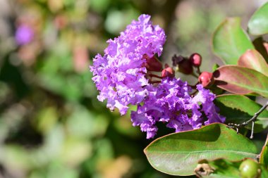 Yakın plan - güneşli yaz gününde bahçede çiçek açan güzel çiçeklerin görüntüsü 