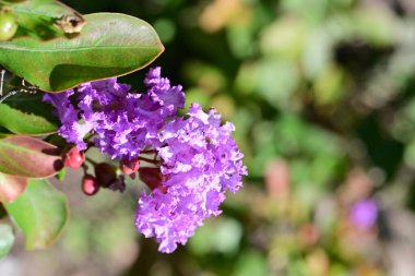 Yakın plan - güneşli yaz gününde bahçede çiçek açan güzel çiçeklerin görüntüsü 
