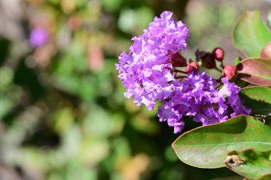 Yakın plan - güneşli yaz gününde bahçede çiçek açan güzel çiçeklerin görüntüsü 
