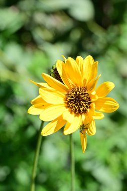 Yakın plan - güneşli yaz gününde bahçede çiçek açan güzel çiçeklerin görüntüsü 