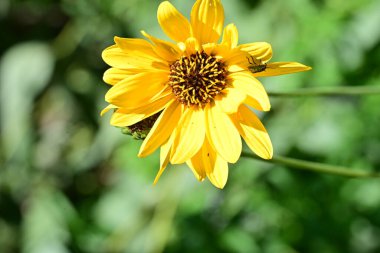 Yakın plan - güneşli yaz gününde bahçede çiçek açan güzel çiçeklerin görüntüsü 