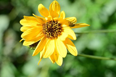 Yakın plan - güneşli yaz gününde bahçede çiçek açan güzel çiçeklerin görüntüsü 