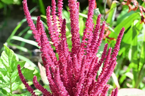 Yakın plan - güneşli yaz gününde bahçede çiçek açan güzel çiçeklerin görüntüsü 