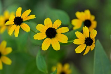 Yakın plan - güneşli yaz gününde bahçede çiçek açan güzel çiçeklerin görüntüsü 