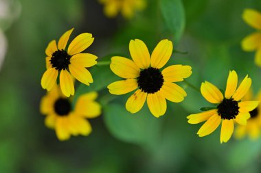 Yakın plan - güneşli yaz gününde bahçede çiçek açan güzel çiçeklerin görüntüsü 