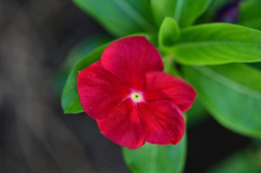 Yakın plan - güneşli yaz gününde bahçede çiçek açan güzel çiçeklerin görüntüsü 