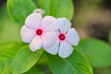 Yakın plan - güneşli yaz gününde bahçede çiçek açan güzel çiçeklerin görüntüsü 