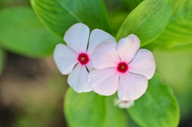 Yakın plan - güneşli yaz gününde bahçede çiçek açan güzel çiçeklerin görüntüsü 