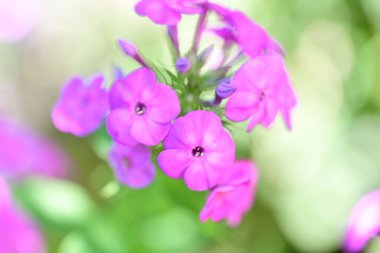 Yakın plan - güneşli yaz gününde bahçede çiçek açan güzel çiçeklerin görüntüsü 