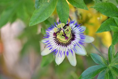 Yakın plan - güneşli yaz gününde bahçede çiçek açan güzel çiçeklerin görüntüsü 