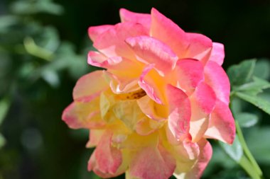 Yakın plan - güneşli yaz gününde bahçede çiçek açan güzel çiçeklerin görüntüsü 