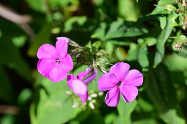 Yakın plan - güneşli yaz gününde bahçede çiçek açan güzel çiçeklerin görüntüsü 