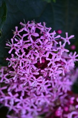 Yakın plan - güneşli yaz gününde bahçede çiçek açan güzel çiçeklerin görüntüsü 