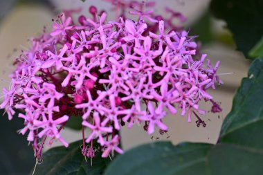 Yakın plan - güneşli yaz gününde bahçede çiçek açan güzel çiçeklerin görüntüsü 