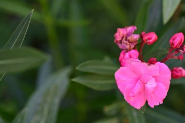 Yakın plan - güneşli yaz gününde bahçede çiçek açan güzel çiçeklerin görüntüsü 