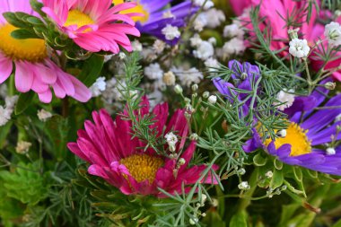 güzel yaz çiçek yakın çekim