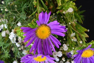 Güzel çiçekler ve bitkiler.