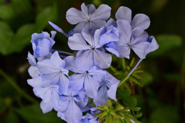 Bahçedeki güzel çiçekler