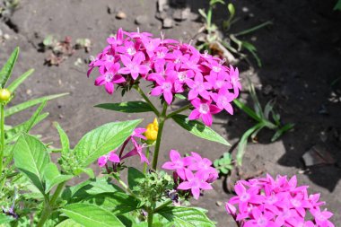 Parktaki pembe çiçek.