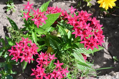 Bahçedeki güzel pembe çiçekler