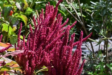 Güzel botanik fotoğrafı, doğal duvar kağıdı.
