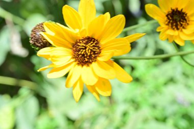 Güneşli yaz gününde bahçede yetişen güzel çiçekler.