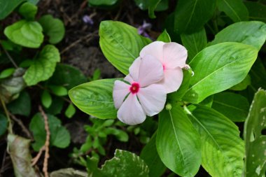 Bahçedeki pembe çiçek