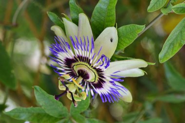 Açık havada yetişen muhteşem çiçeklere yakın.