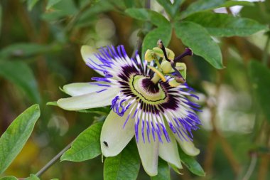 Bir çiçeğin üzerindeki güzel bir arı görüntüsü