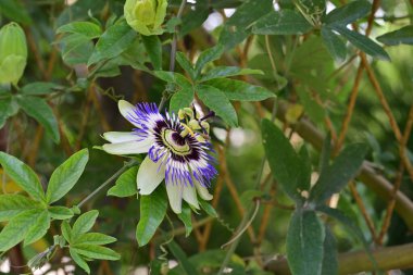 Bahçedeki güzel çiçekler