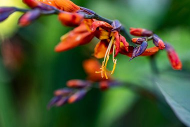 Bahçedeki portakal çiçeklerini kapat.