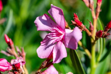 Bahçedeki çiçek arka planında kırmızı gladiolus