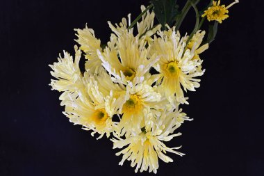 Kasımpatı çiçekleri koyu arkaplanda. Yakın plan. 