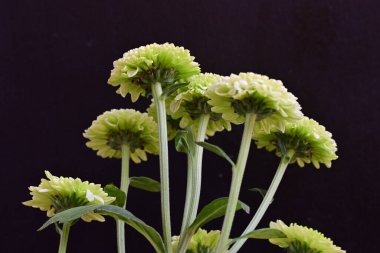 Siyah arkaplanda kasımpatı çiçekleri, yakın plan, makro görünüm. 