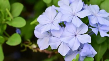 Mavi Plumbago Auriculata Çiçekleri 