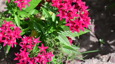 kırmızı çiçekler çiçek tarhında doğada