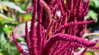 Kırmızı ve beyaz çiçekleri kapatın.