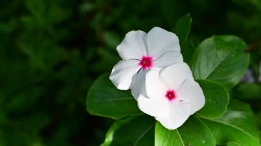 Bahçedeki güzel beyaz çiçekler