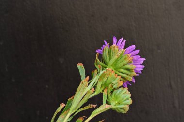 Karanlık bir arka planda izole edilmiş güzel bir Paskalya