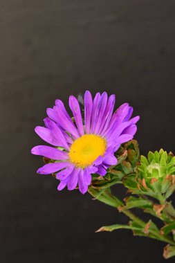 Karanlık bir arka planda izole edilmiş güzel bir Paskalya